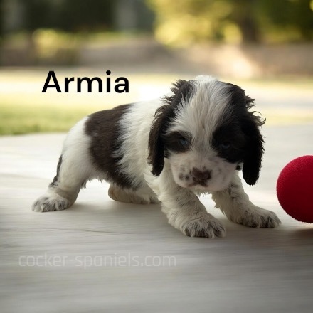 puppy, for, sale, Cocker Spaniel, Joe & Cherri  Overlease, dog, breeder, Miller, MO, dog-breeder, puppy-for-sale, forsale, nearby, find, puppyfind, locator, puppylocator, aca